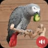 African Grey Parrot Sounds icon