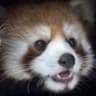 Panda3DS का आइकन