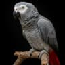 African Grey Parrot Sounds icon