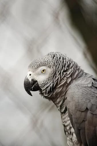 African Grey Parrot Sounds screenshot 1