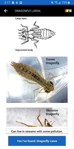 Creek Critters screenshot 6