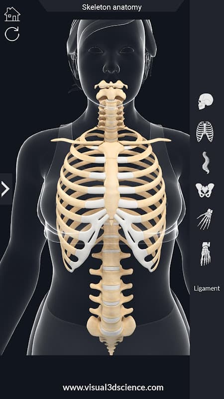 Skeleton Anatomy Pro. screenshot 5