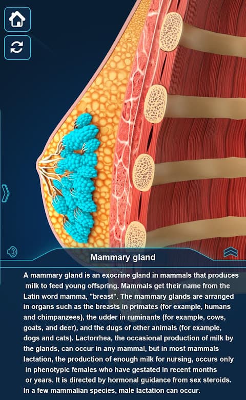 Breast Anatomy screenshot 4