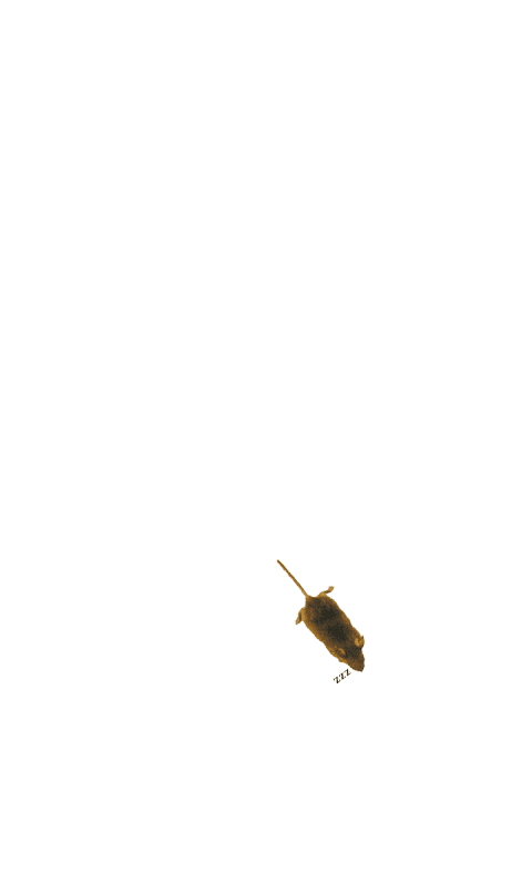 Mouse simulator: game for cat screenshot 4