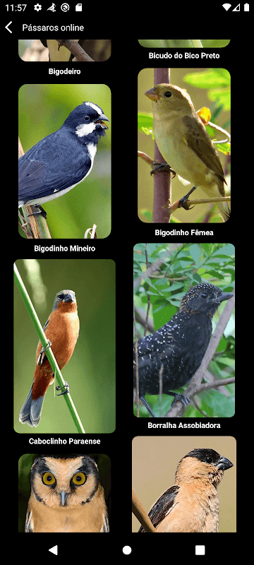 Brazilian's birds sounds screenshot 6