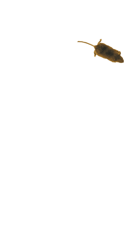 Mouse simulator: game for cat screenshot 5