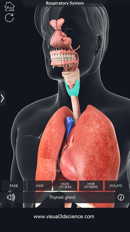 Respiratory System Anatomy screenshot 4