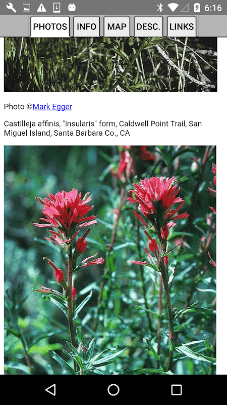 South California Wildflowers screenshot 4