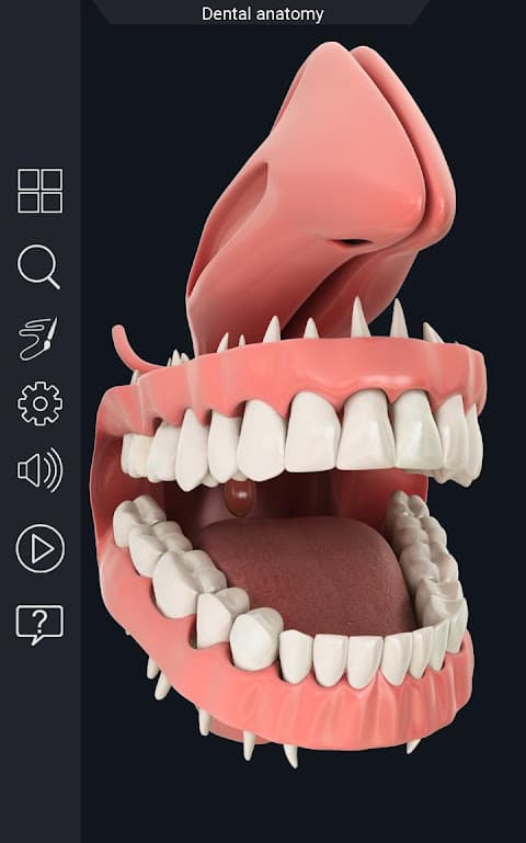 Dental Anatomy Pro. screenshot 5
