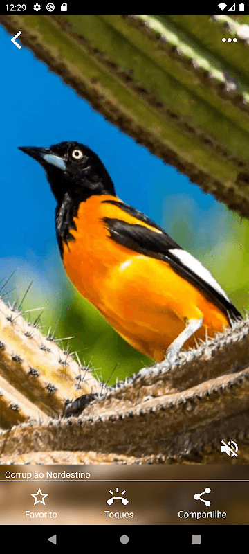 Brazilian's birds sounds screenshot 4