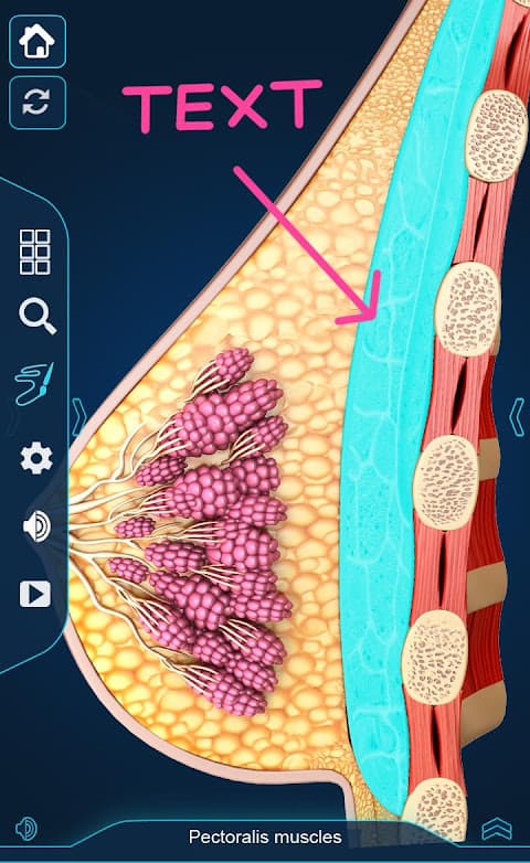 Breast Anatomy screenshot 6