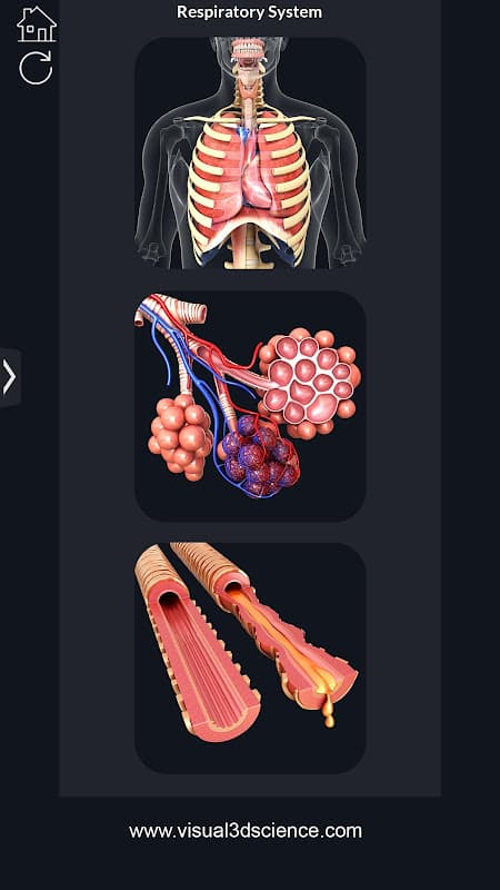 Respiratory System Anatomy screenshot 2
