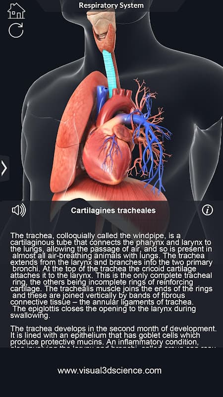 Respiratory System Anatomy screenshot 5