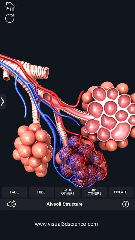 Respiratory System Anatomy screenshot 6