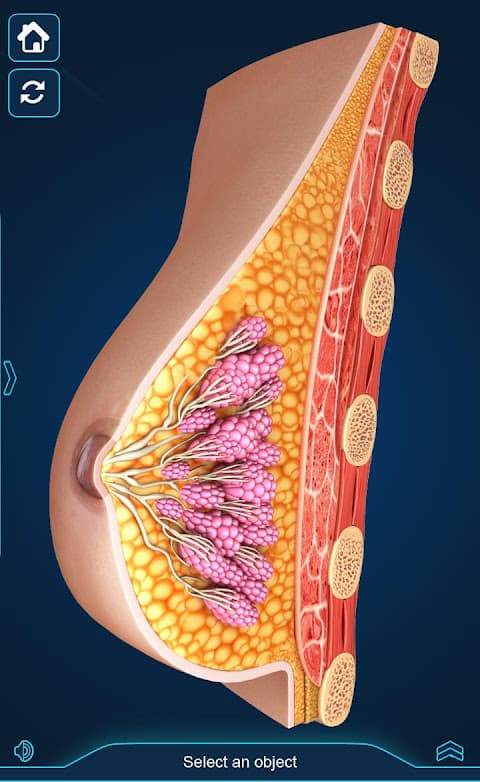 Breast Anatomy screenshot 3