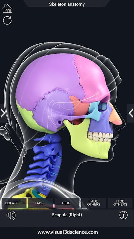 Skeleton Anatomy Pro. screenshot 6