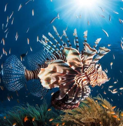 Natural Wonder: Animal Domin. screenshot 5