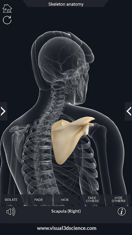 Skeleton Anatomy Pro. screenshot 4