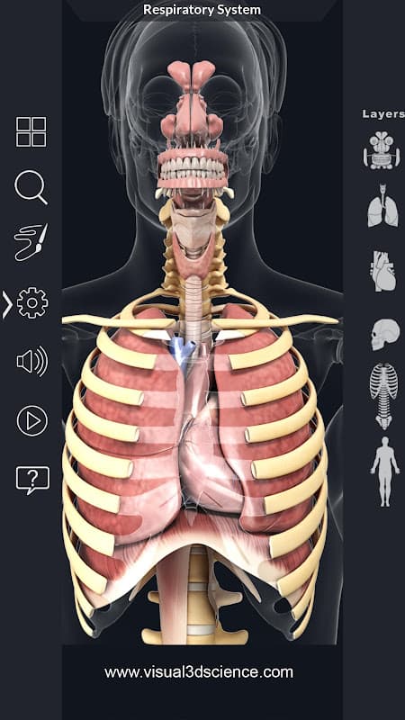 Respiratory System Anatomy screenshot 3
