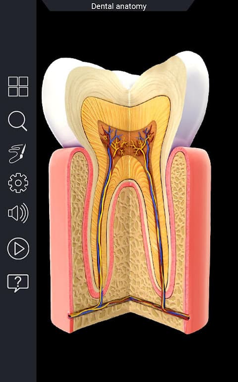 Dental Anatomy Pro. screenshot 1
