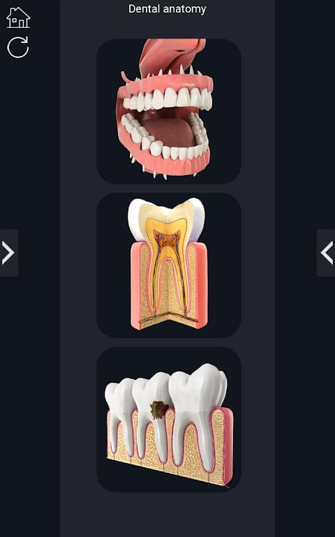 Dental Anatomy Pro. screenshot 2