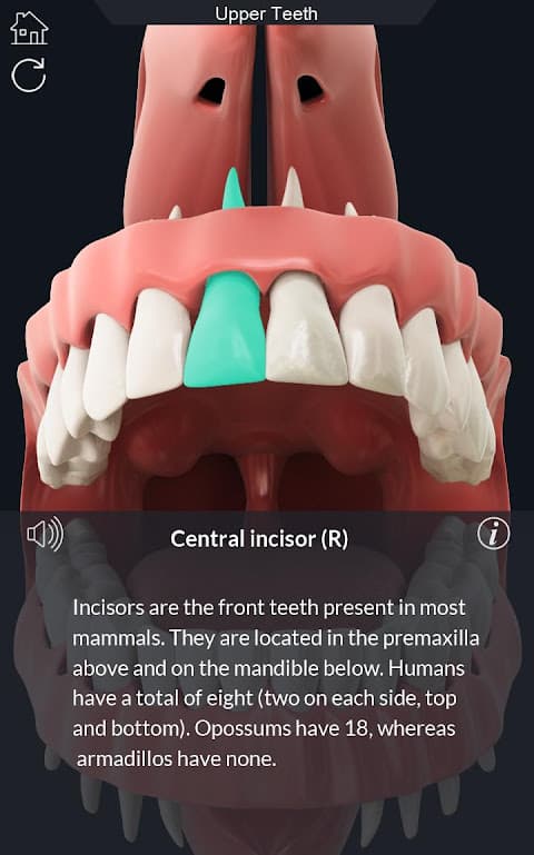 Dental Anatomy Pro. screenshot 6