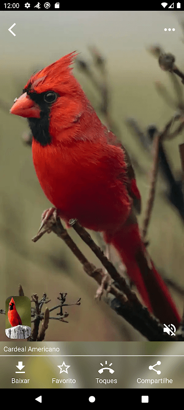 Brazilian's birds sounds screenshot 5