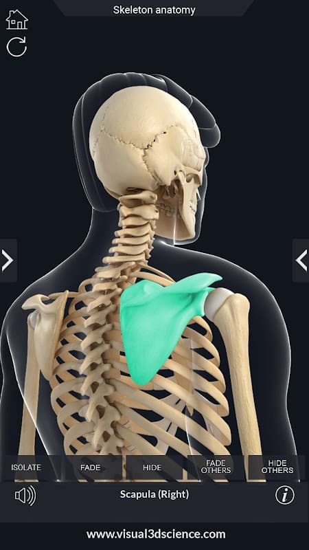 Skeleton Anatomy Pro. screenshot 3