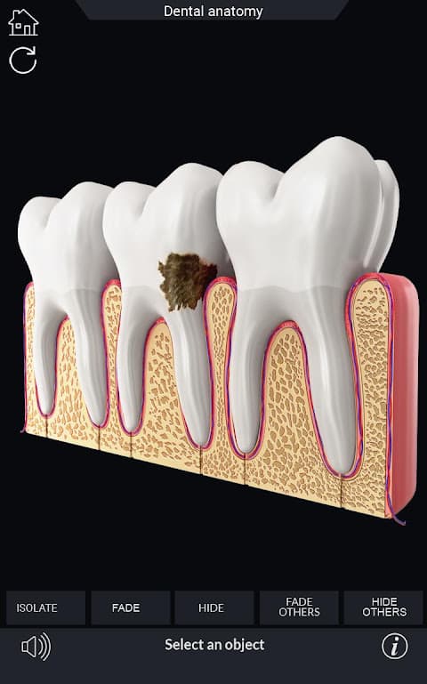 Dental Anatomy Pro. screenshot 4