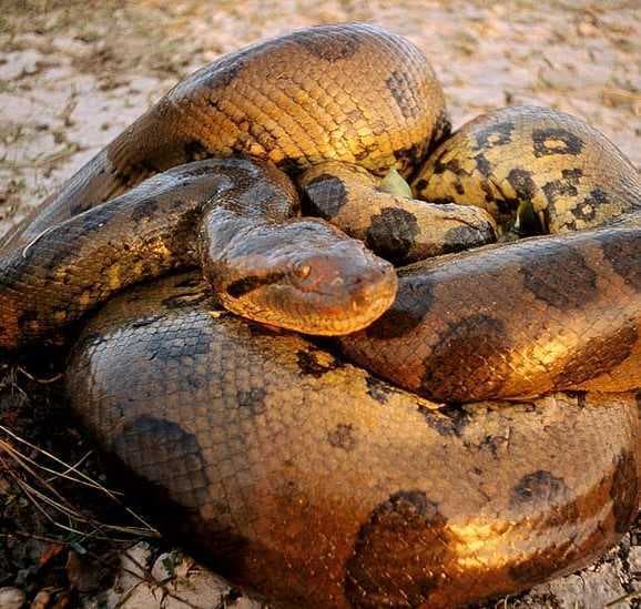 Natural Wonder: Animal Domin. screenshot 6