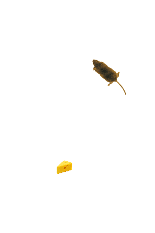 Mouse simulator: game for cat screenshot 1