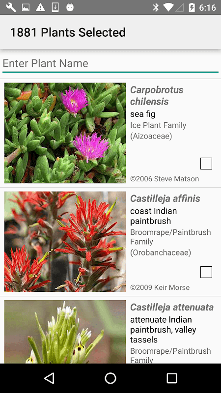 South California Wildflowers screenshot 3