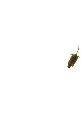 Mouse simulator: game for cat screenshot 2