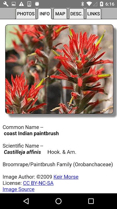 South California Wildflowers screenshot 5