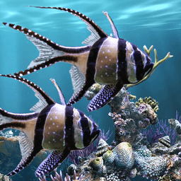 The real aquarium - Live Wallpaper icon