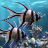 The real aquarium - Live Wallpaper icon