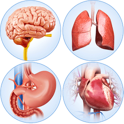Organs Anatomy Pro. icon