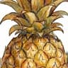Fruitly: Botanical Trivia icon