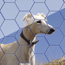 Dog Hexa Puzzle icon