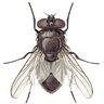 Fly simulator: cat toy icon