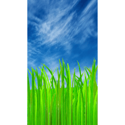 After The Rain Grass Wallpaper icon