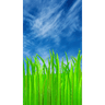After The Rain Grass Wallpaper icon