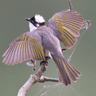 Значок Bulbul bird sounds