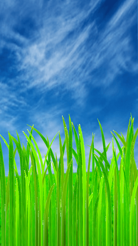 After The Rain Grass Wallpaper screenshot 2