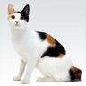 Icono de Animal sounds