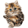 Ikon Cat breeds - Photos