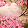 Spring Flowers Live Wallpaper icon
