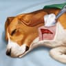 Operate Now: Animal Hospital - Time management icon