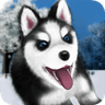 Talking Husky icon