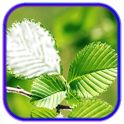 leaf photo frames, effects icon